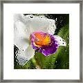 Rainy Day Orchid - Botanical Art By Sharon Cummings Framed Print