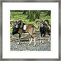 Rams In The Deer Park Framed Print