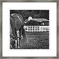 Ranch Horse Framed Print