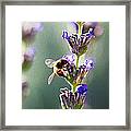 Random Lavender Sampling Framed Print