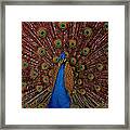 Rare Pink Tail Peacock Framed Print