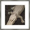 Rare White Alligator Framed Print