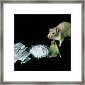 Rat With Some Cocaine Framed Print