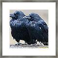 Ravens Framed Print