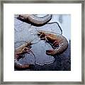 Raw Shrimp Framed Print