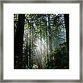 Rays In Redwoods Framed Print