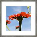 Reach For The Sky Framed Print