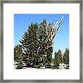 Reaching For The Sky Framed Print