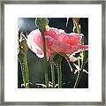 Reaching The Sky Framed Print