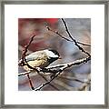 Ready To Fly Framed Print