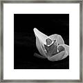 Reclining Orchid Framed Print