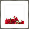 Red Alstroemeria Framed Print