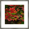 Red And Green Autumn Leaves Framed Print