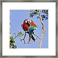 Red And Green Macaws Courting Tambopata Framed Print