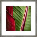 Red And Green Framed Print