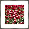 Red And More Red Framed Print