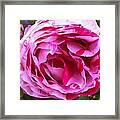 Red And Pink Rose Framed Print