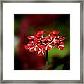 Red And White Flower Framed Print