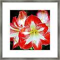 Red And White Amaryllis Framed Print