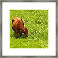 Red Angus Grazing Framed Print