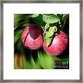 Red Apples On The Tree Framed Print