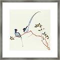 Red Billed Blue Magpies On A Branch With Red Berries Framed Print