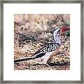 Red-billed Hornbill Framed Print
