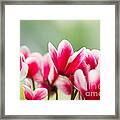 Red Blossoms Framed Print