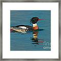 Red-breasted Merganser Huntington Beach California Framed Print