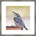 Red Breasted Nuthatch Framed Print