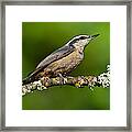 Red Breasted Nuthatch In A Tree Framed Print