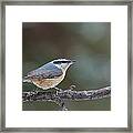 Red-breasted Nuthatch Framed Print