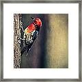 Red-breasted Sapsucker - British Columbia Framed Print