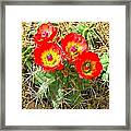 Red Cactus Flowers Framed Print