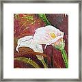 Red Calla Lilies Framed Print