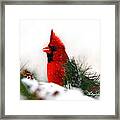 Red Cardinal Framed Print