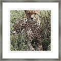 Red Cheetah Portrait Framed Print