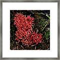 Red Coral Mushroom Framed Print
