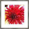 Red Dahlia Framed Print