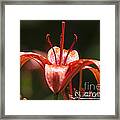 Red Day Lily 20120615_45a Framed Print