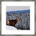 Red Deer Stag Framed Print