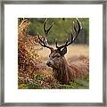 Red Deer Stag In Richmond Park Framed Print