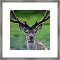 Red Deer Stag In Velvet Framed Print