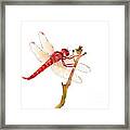 Red Dragonfly Framed Print