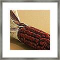 Red Ear Framed Print