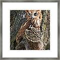 Red Eastern Screech Owl Framed Print