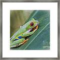 Red Eyed Frog Framed Print