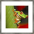 Red Eyed Leaf Frog Framed Print