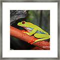 Red Eyed Tree Frog Framed Print