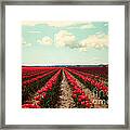 Red Field Of Tulips Framed Print